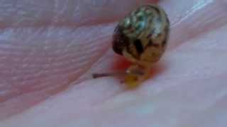 baby snail - minik yavru salyangoz