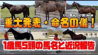 【競馬・馬主】重大発表・命名の儀‼️1歳馬5頭の馬名と近況報告❗️いい馬みつけ旅（Vol.096）