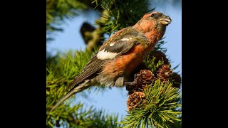 Two-barred crossbill