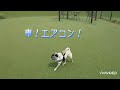 駿河湾沼津sa 下り のドッグラン🐾 今日からpoohファミリー10日間の旅に出発🚙💨