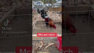 Mclean Hatch Brood stag