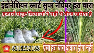 smart super napier Grass// super napier Grass// smart Napier grass price// best super napier Grass