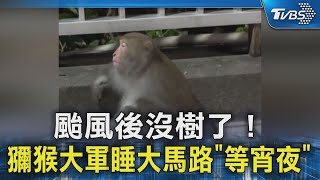 颱風後沒樹了！獼猴大軍睡大馬路「等宵夜」｜TVBS新聞 @TVBSNEWS02