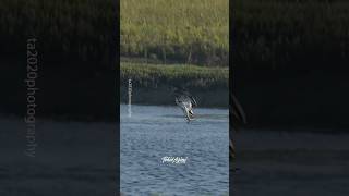 This Female Osprey has some serious  diving and fishing skills....#osprey #birdsofprey #wildlife