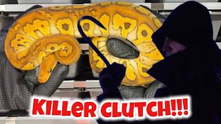 2024 - Clutch #4 Update - Breeding Ball Pythons