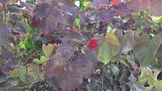 Cercis Black Pearl™ (Redbud)//STUNNING Dark Purple Heart💜 Shaped Leaves \u0026 Lavender-Pink  Flowers!