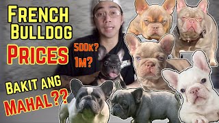 FRENCH BULLDOG PRICES | Why Are They So Expensive? | VLOG 14