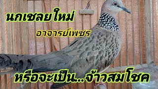 นกเชลยใหม่อาจารย์เพชร..(กลุ่มคนรักนกเขาใหญ่สาย5)