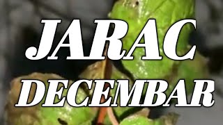 JARAC HOROSKOP DECEMBAR 2024