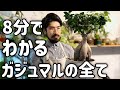 ガジュマルの育て方【種類・特徴・置き場所・水やり・肥料・用土・増やし方】観葉植物