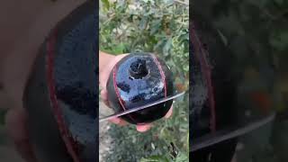 pomegranate cutting| black pomegranate | قطع الرمان| #shorts #shortsfeed #pomegranate #fruitcutting