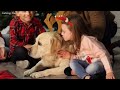 christmas music for dogs to relax when home alone🎅🎄relaxing videos for dogs u0026 anxiety relief