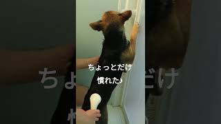 保護犬ににちゃん 初めてのお風呂　#shorts