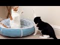 Cat Slaps | Watch Until The End