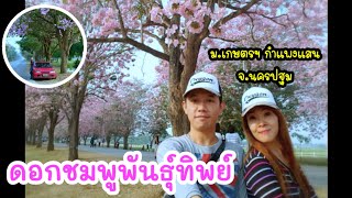 ชมพูพันธุ์ทิพย์ ซากุระเมืองไทย บานสวยสะพรั่ง ที่ ม.เกษตร กำแพงแสน EP.69