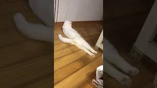 猫の寝方が癖になる 猫動画