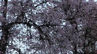 UNBELIEVABLE WINTER CHERRY BLOSSOM in HIMALAYA. BEYUL Shambala Shangrila Hidden Land CherryMountains