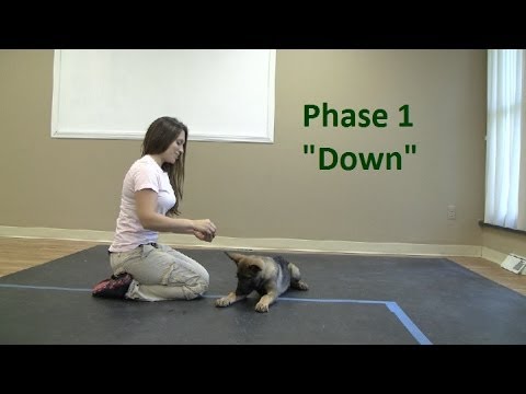How to Train a dog to Lie How to Train a dog to Lie