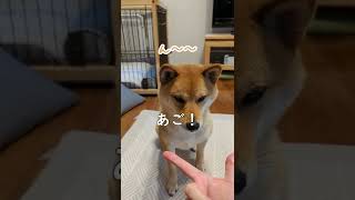 【こん太ができること④】顎乗せ　#shorts #柴犬 #こん太