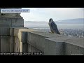 cal falcons annie finally lured new guy to her favorite mating spot 💕 2023 jan 27