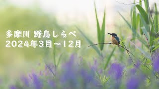 多摩川 野鳥しらべ 2024年3月～12月