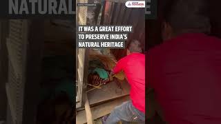 VIRAL | West Bengal Forest Officials Successfully Rescue Tigress, Zeenat | Asianet Newsable