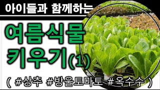 VLog)아이들과 함께하는 여름 식물 키우기(1)