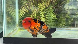 10406 male tiger ranchu