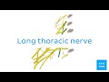 long thoracic nerve anatomical terms pronunciation by kenhub