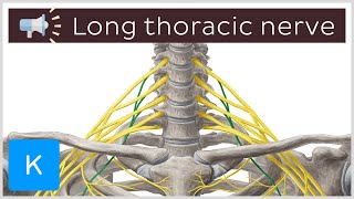 Long thoracic nerve | Anatomical Terms Pronunciation by Kenhub