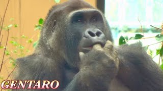 Gorilla⭐️Gentaro is too cute as he waits for the zookeeper while sucking his finger【Momotaro family】