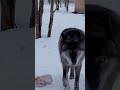 Канадский ВОЛК Акела 🐺💥