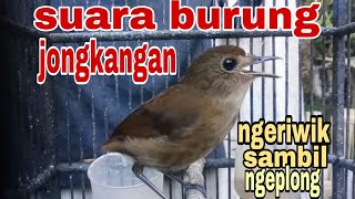 JONGKANGAN GACOR SUARA NGERIWIK SAMBIL NGEPLONG