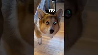 Corgi gets his paw pads trimmed in a sling #corgi #dogs