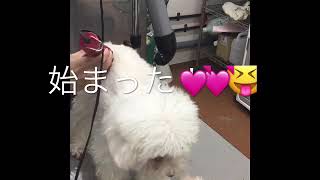 トリミング☺️初回限定50%オフ 来ないと損✨✨✨✨😝是非来てください😉