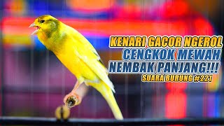 Download Mp3 SUARA BURUNG |221| Kenari GACOR PANJANG INI Cocok untuk Masteran KENARI PAUD dan Kenari Macet BUNYI