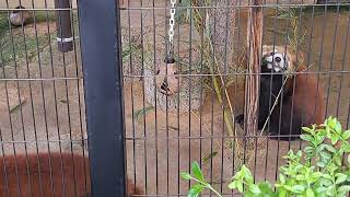 飼育員さんの気配でソワソワするかのこ一家　西山動物園