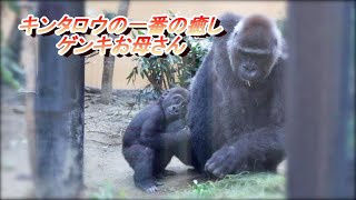 【Western Gorilla】キンタロウがゲンキさんにくっついてる姿に心温まります。It's heartwarming to see Kintaro sticking with Genki.