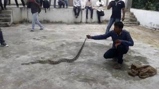 King kobra catch by snake prashanth