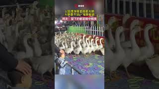 鵝中精英！ 遊客在公園玩套圈，大鵝集體出現驚人一幕 #瀟湘晨報 #社會新聞 #中國新聞 #社會日常 #shorts