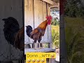 Rooster with the longest crow ever.