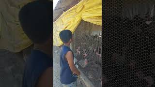 Turkey Farm visit|வான் கோழி பண்ணை|@lokshanaskitchentamil