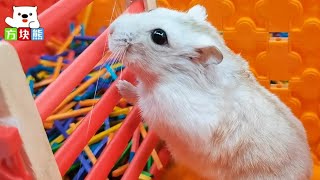 🐹 Little hamster bravely enters the maze and climbs the stairs