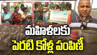 మహిళలకు పెరటి కోళ్ల పంపిణీ | small scale business for rural women to generate income | Matti Manishi