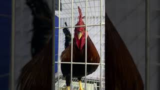 Lemon 100k of Lance Dela Torre - Redfoot Gamefarm - WORLD GAMEFOWL EXPO 2025 at World Trade Center