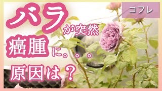 バラが突然癌腫に…！原因を過去の動画から突き止めます🌹河本バラ園コフレ