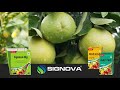 signova group best micronutrients company in india