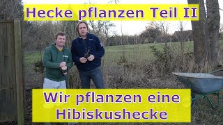 Hecke pflanzen Teil II - Hibiskus Hecke einpflanzen, angießen und mulchen