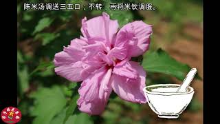 Hibiscus (Rose of Sharon) Benefits How to Cook with it 木槿花的功效与食疗 ASMR