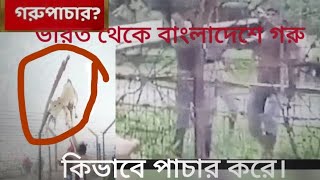 new 2023 ar video ভারত থেকে বাংলাদেশে গরু কিভাবে পাচার করে। Full video 📸